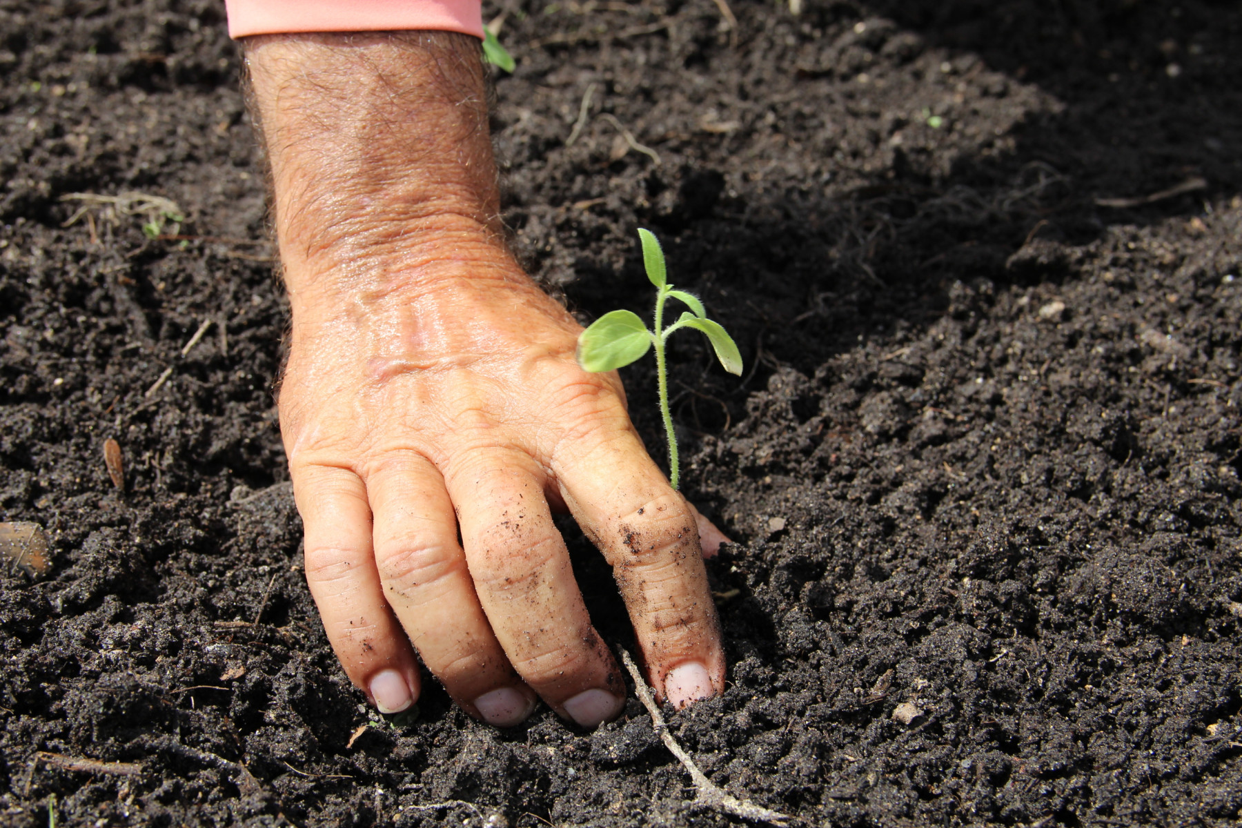A hand pats down soil around a freshly planted seedling.